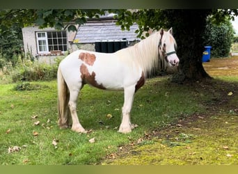 Tinker, Caballo castrado, 4 años, 124 cm, Pío