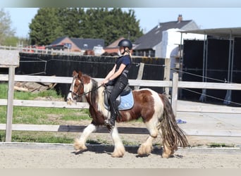 Tinker, Caballo castrado, 4 años, 124 cm, Pío