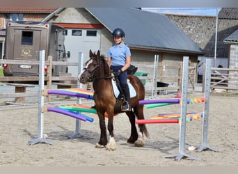 Tinker, Caballo castrado, 4 años, 125 cm, Castaño