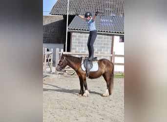 Tinker, Caballo castrado, 4 años, 125 cm, Castaño