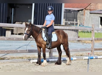 Tinker, Caballo castrado, 4 años, 125 cm, Castaño