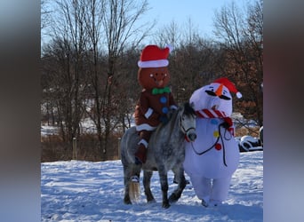 Tinker, Caballo castrado, 4 años, 127 cm, Tordo