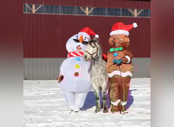 Tinker, Caballo castrado, 4 años, 127 cm, Tordo