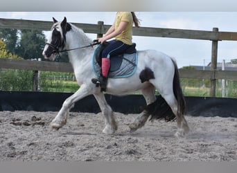 Tinker, Caballo castrado, 4 años, 130 cm, Pío