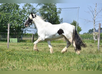 Tinker, Caballo castrado, 4 años, 130 cm, Pío