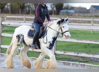 Tinker, Caballo castrado, 4 años, 132 cm, Pío