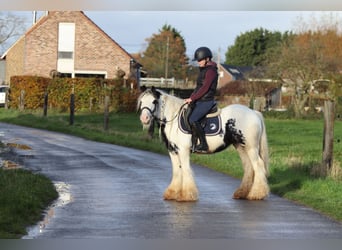 Tinker, Caballo castrado, 4 años, 132 cm, Pío