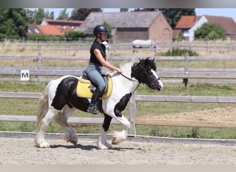 Tinker, Caballo castrado, 4 años, 133 cm, Pío
