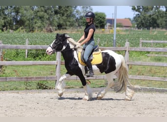 Tinker, Caballo castrado, 4 años, 133 cm, Pío