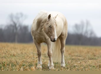 Tinker Mestizo, Caballo castrado, 4 años, 135 cm, Palomino