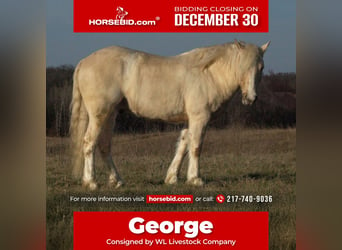 Tinker Mestizo, Caballo castrado, 4 años, 135 cm, Palomino