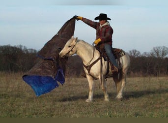 Tinker Mestizo, Caballo castrado, 4 años, 135 cm, Palomino