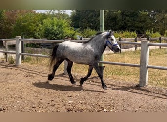 Tinker Mestizo, Caballo castrado, 4 años, 135 cm, Tordo rodado