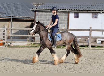 Tinker, Caballo castrado, 4 años, 136 cm, Negro