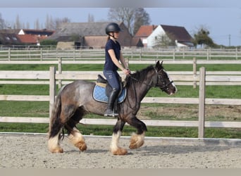 Tinker, Caballo castrado, 4 años, 136 cm, Negro