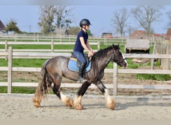 Tinker, Caballo castrado, 4 años, 136 cm, Negro