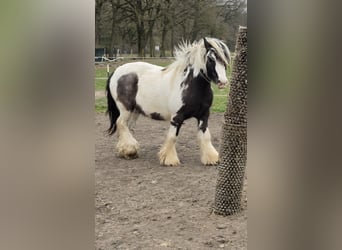 Tinker, Caballo castrado, 4 años, 136 cm, Pío
