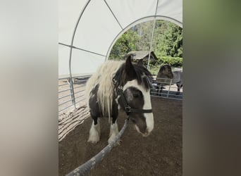 Tinker, Caballo castrado, 4 años, 136 cm, Pío