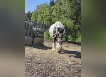 Tinker, Caballo castrado, 4 años, 136 cm, Pío