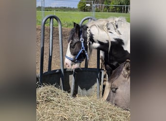 Tinker, Caballo castrado, 4 años, 136 cm, Pío