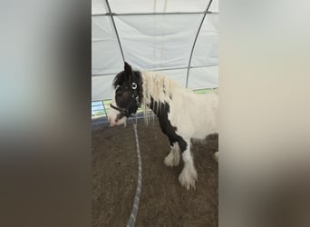 Tinker, Caballo castrado, 4 años, 136 cm, Pío