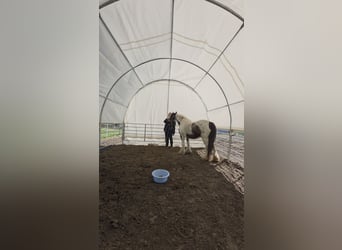 Tinker, Caballo castrado, 4 años, 136 cm, Pío
