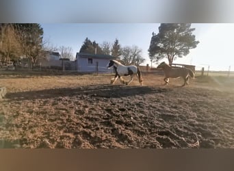 Tinker, Caballo castrado, 4 años, 136 cm, Pío