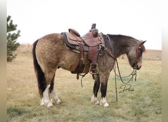 Tinker Mestizo, Caballo castrado, 4 años, 137 cm, Buckskin/Bayo