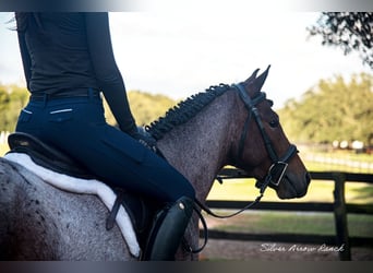 Tinker Mestizo, Caballo castrado, 4 años, 137 cm, Castaño-ruano