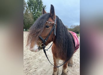 Tinker, Caballo castrado, 4 años, 140 cm, Castaño