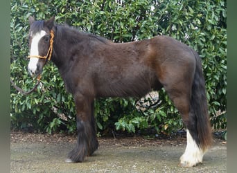 Tinker, Caballo castrado, 4 años, 141 cm, Morcillo