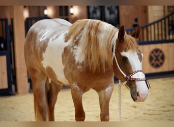 Tinker Mestizo, Caballo castrado, 4 años, 142 cm