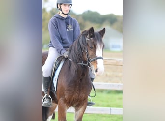 Tinker, Caballo castrado, 4 años, 142 cm, Castaño Tinker, Caballo castrado, 4 años, 142 cm, Castaño