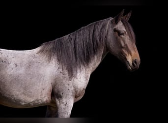 Tinker Mestizo, Caballo castrado, 4 años, 142 cm, Castaño-ruano