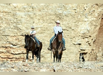 Tinker Mestizo, Caballo castrado, 4 años, 142 cm, Negro