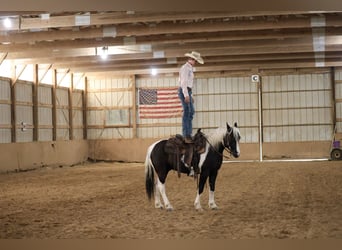 Tinker Mestizo, Caballo castrado, 4 años, 142 cm, Pío