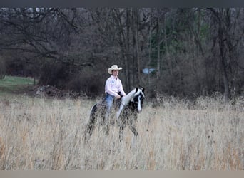 Tinker Mestizo, Caballo castrado, 4 años, 142 cm, Pío