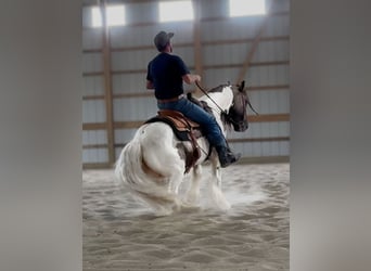 Tinker, Caballo castrado, 4 años, 142 cm, Tobiano-todas las-capas