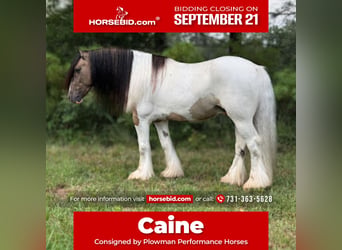 Tinker, Caballo castrado, 4 años, 142 cm, Tobiano-todas las-capas