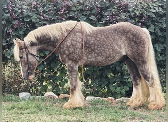 Tinker, Caballo castrado, 4 años, 142 cm, Tordo rodado