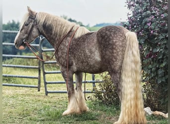 Tinker, Caballo castrado, 4 años, 142 cm, Tordo rodado