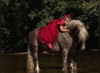 Tinker, Caballo castrado, 4 años, 142 cm, Tordo rodado