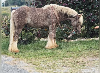 Tinker, Caballo castrado, 4 años, 142 cm, Tordo rodado