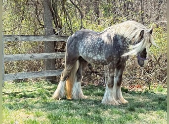 Tinker, Caballo castrado, 4 años, 142 cm, Tordo rodado