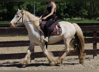 Tinker, Caballo castrado, 4 años, 143 cm, Tordo