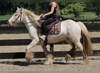 Tinker, Caballo castrado, 4 años, 143 cm, Tordo