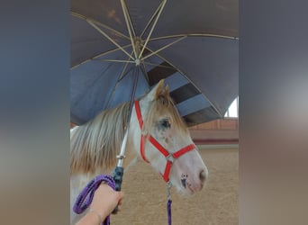 Tinker, Caballo castrado, 4 años, 145 cm, Atigrado/Moteado