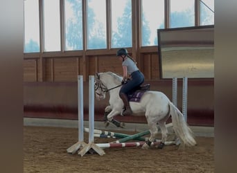 Tinker, Caballo castrado, 4 años, 145 cm, Atigrado/Moteado