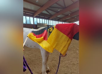 Tinker, Caballo castrado, 4 años, 145 cm, Atigrado/Moteado