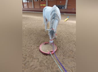 Tinker, Caballo castrado, 4 años, 145 cm, Atigrado/Moteado